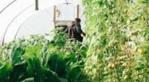 Pépinières Plantes au Sénégal