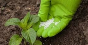 Fournisseurs d'Intrants Agricoles Sénégal