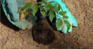 Achat de Semences et Fertilisants Sénégal