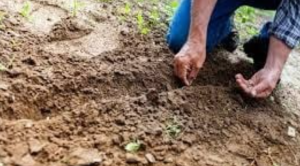 Produits Agricoles et Pépinières à Dakar : Choisissez LEMARCHETHIAROYE