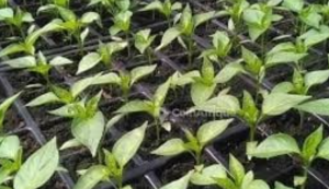 Pépinières au Sénégal : Pourquoi Choisir LEMARKETHIAROYE pour Vos Plants et Semences ?