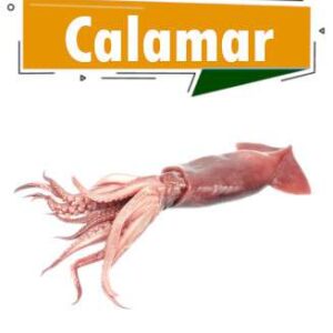 CALAMAR