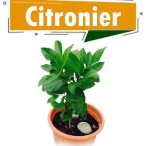 CITRONNIERS GREFFES LIME DE TAHITI