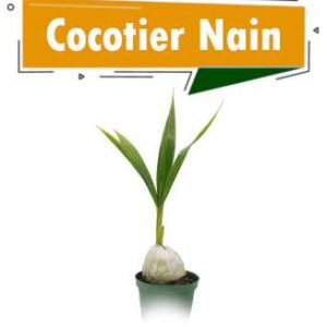 COCOTIER NAIN