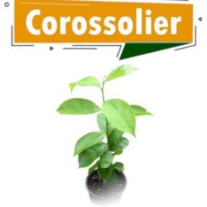 COROSSOLIER