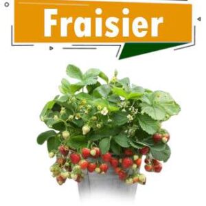 FRAISIERS