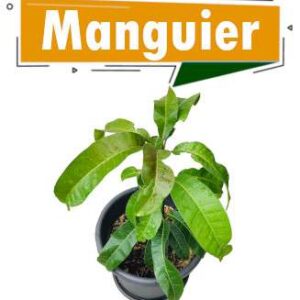 MANGUIERS GREFFES