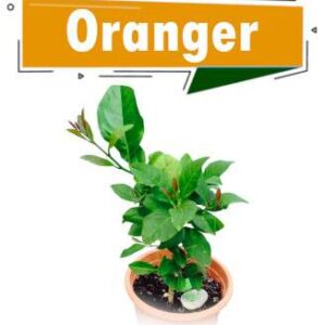 ORANGERS GREFFES