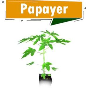 PAPAYER NAIN