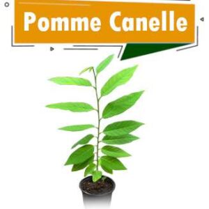 PLANTS DE POMME CANNELLE
