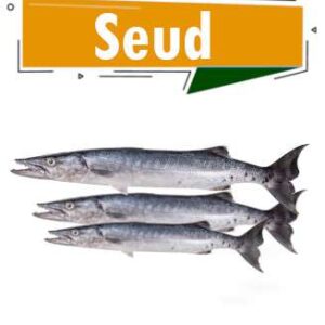 SEUDD (BARRACUDA)