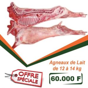 AGNEAU DE LAIT ENTIER DE 12 A 14 KG