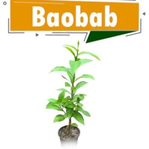 Baobab (plant)