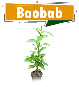 Baobab (plant)