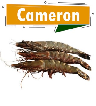 cameron crevettes