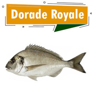 dorade royale