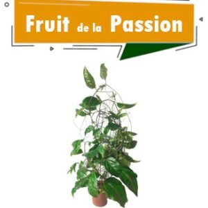 Plant de fruit de la passion