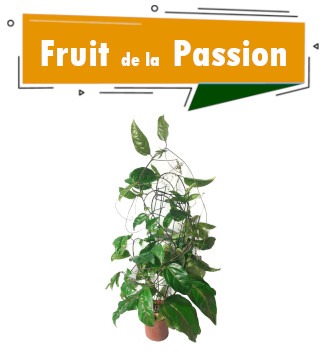 Plant de fruit de la passion