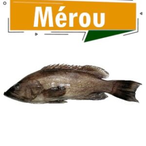 Mérou à Dakar