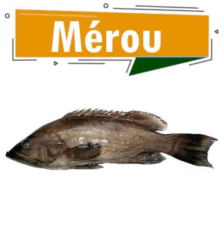 Mérou à Dakar