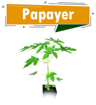 Papayer nain Red Lady