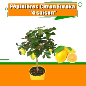 Citronnier Eureka 4 saisons