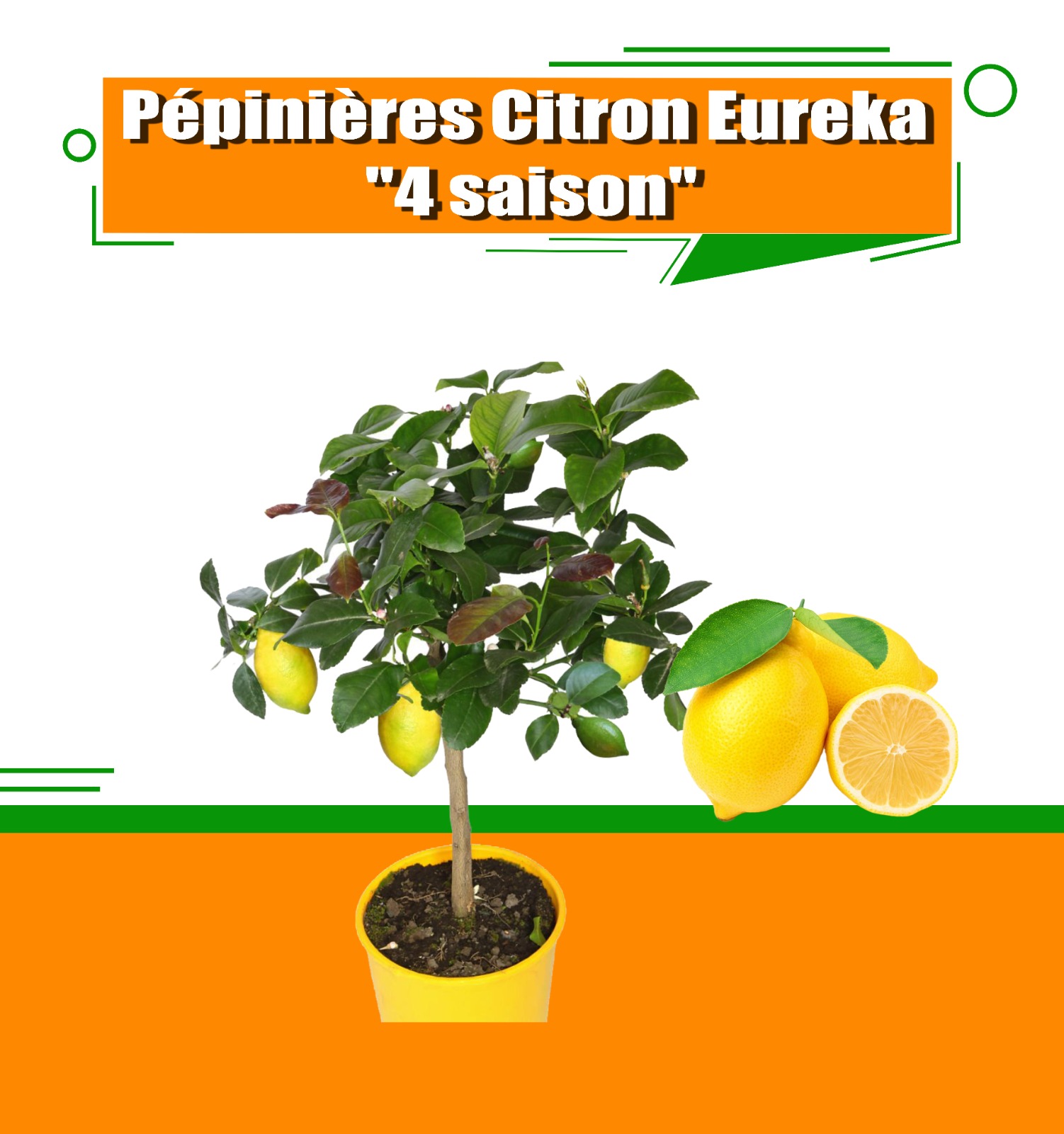 Citronnier Eureka 4 saisons