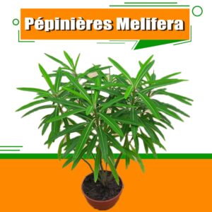 Melifera (plant)