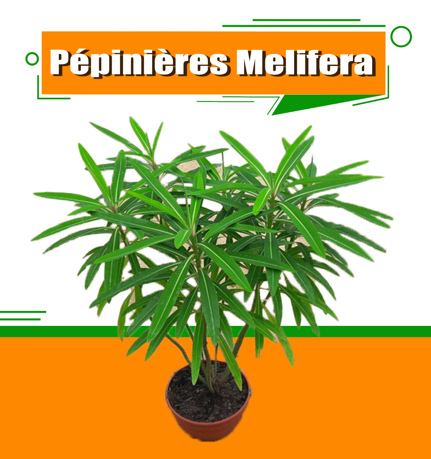 Melifera (plant)