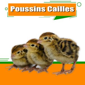 Poussins de cailles