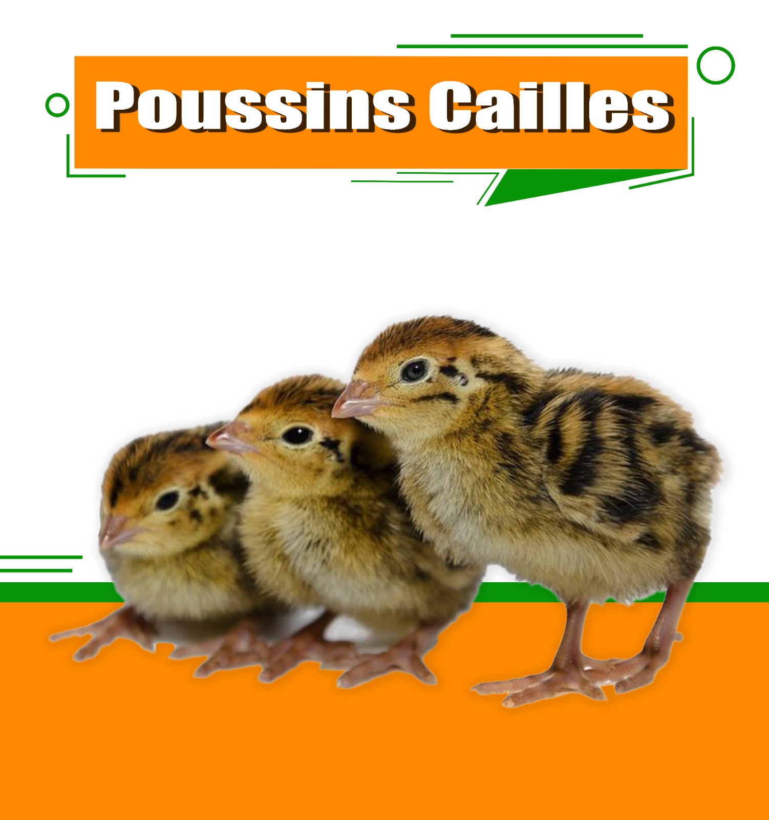 Poussins de cailles