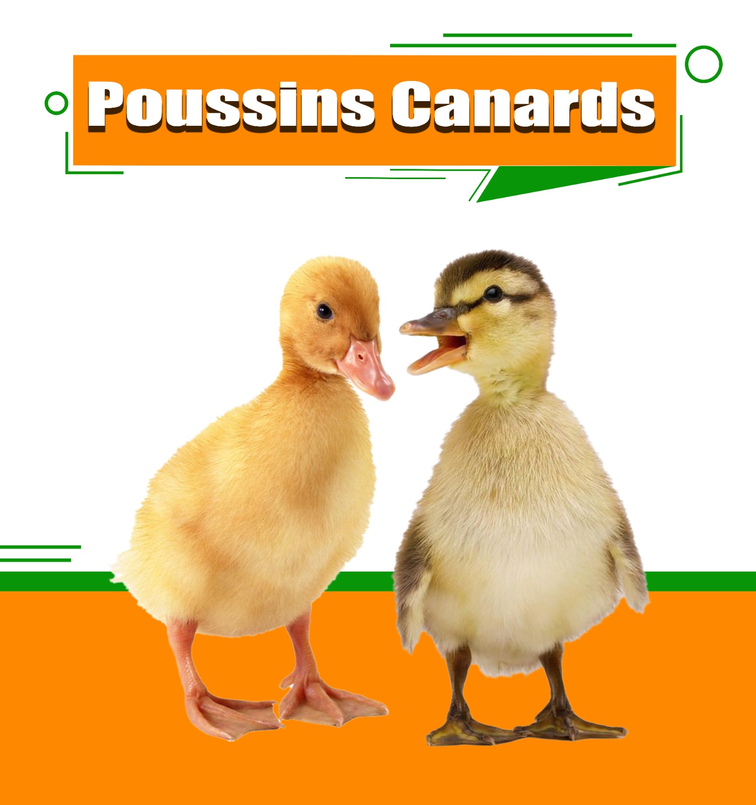 Poussins de canards