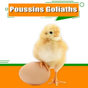 Poussins Goliath Dakar