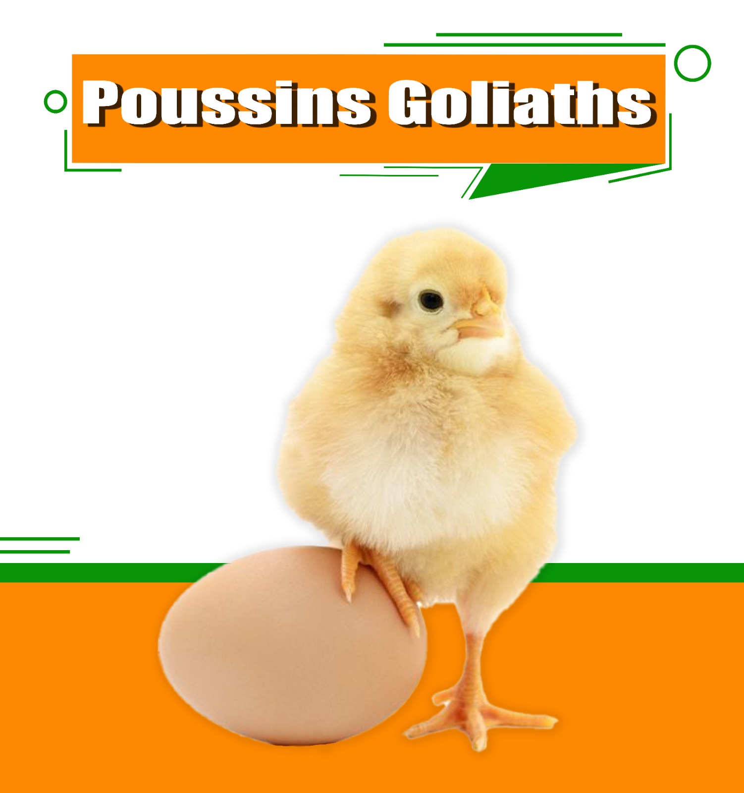 Poussins Goliath Dakar